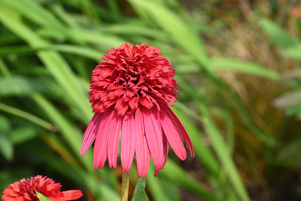 2025-07119514 Tower Hill Botanic Garden, MA.JPG - Double Scoop Cranberry Coneflower (Echinacea New England Botanic Garden at Tower Hill, MA, 7-11-2025